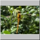 Sympetrum flaveolum - Gefleckte Heidelibelle w01.jpg